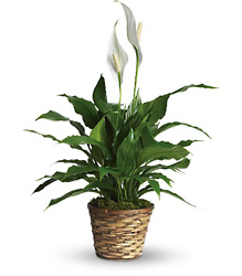 Simply Elegant Spathiphyllum - Small from Victor Mathis Florist in Louisville, KY